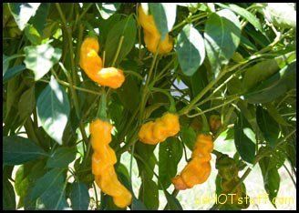 Yellow Peter Pepper Seeds 50