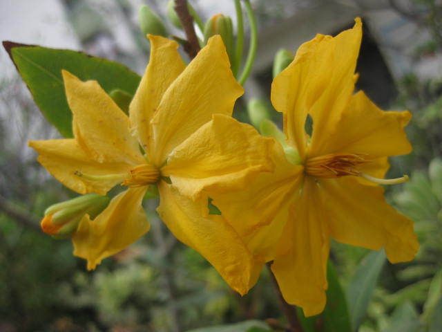 Ochna Integerrima Lucky Tree Yellow Flower Nice Plant EMS Shipping