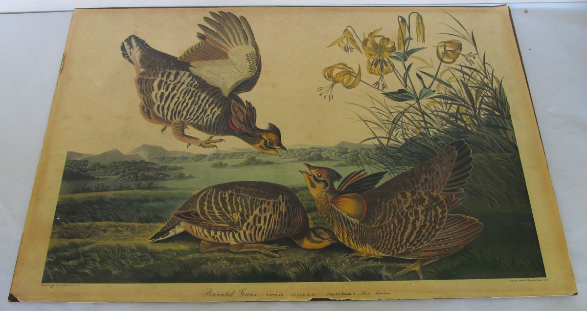 James J Audubon Most RAREST Piece Pinated Grouse R Havell 1834 Est $35