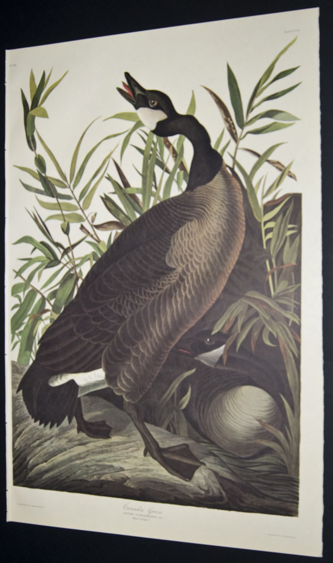 click here to see large image author john james audubon work birds of