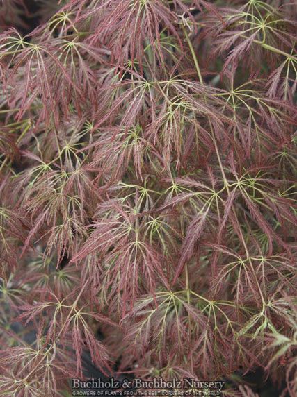 Dr Brown Japanese Maple 1 Year Tree