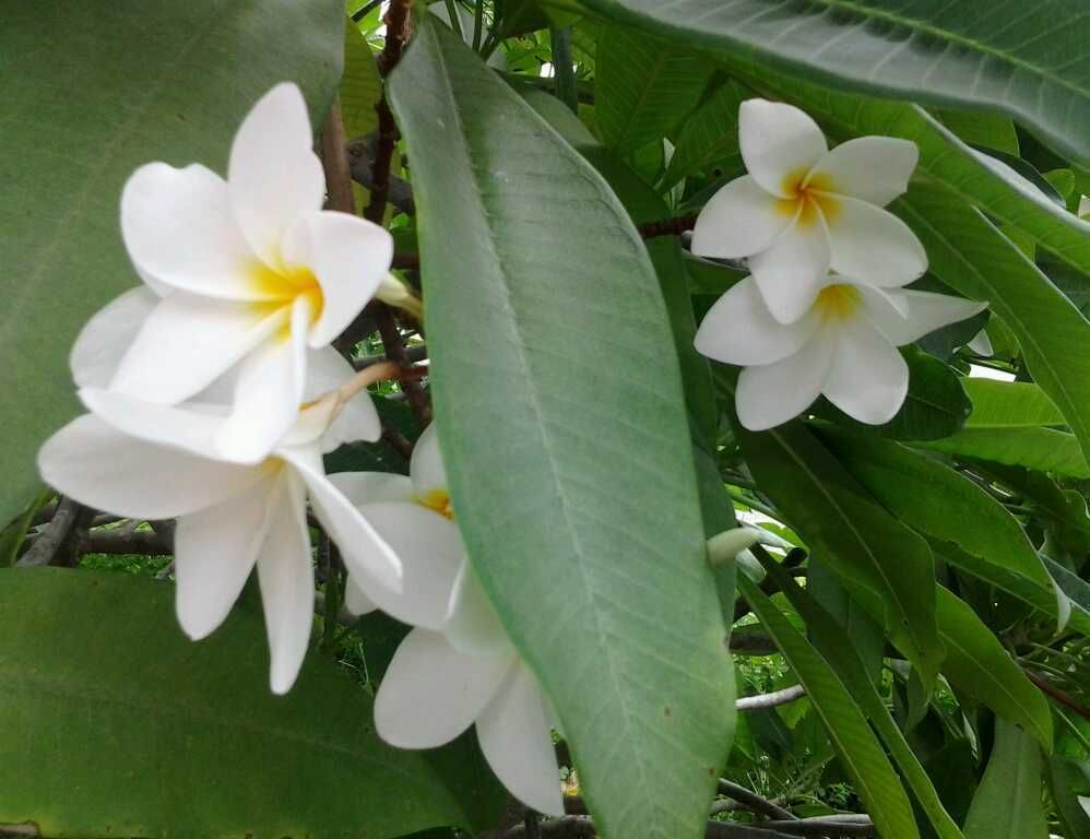 ONE WHITE PLUMERIA CUTTING ON SALE LIMITED SUPPLY