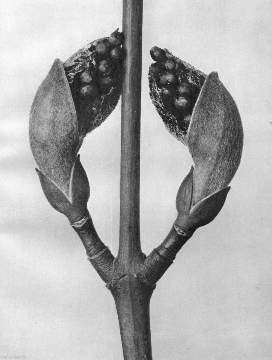 Karl Blossfeldt 1929 Urformen Der Kunst Gravure 22