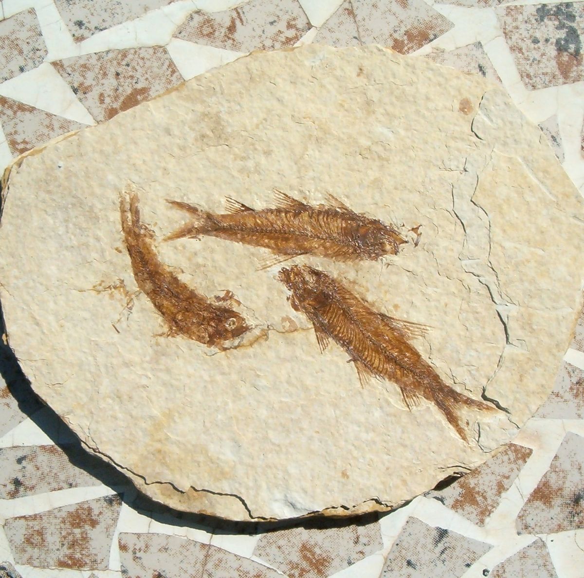 Fossil Fish Plate of Multiple Knightia