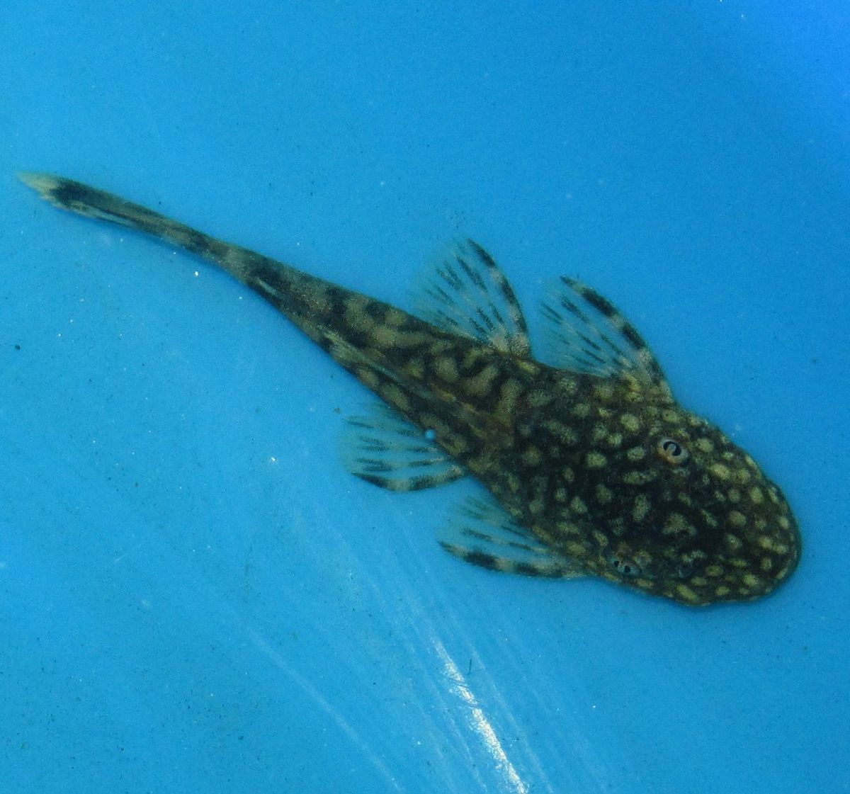 Live Fish Bushy Nose Pleco 1 for Freshwater Plant Aquarium