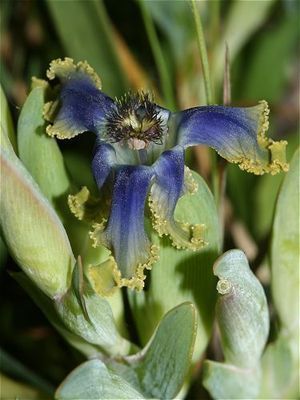 Ferraria Uncinata BULB South African Spider Iris very Rare FLOWERING