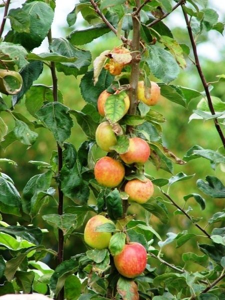 Ralls Janet Apple Malus Pumila 30 Extra Seeds Edible