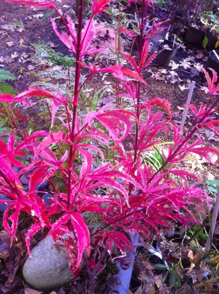 Shirazz Japanese Maple