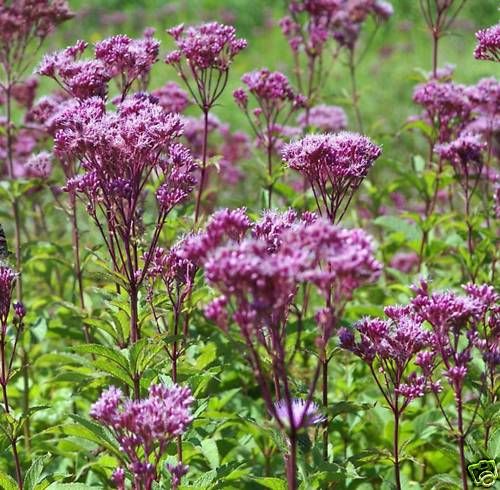 Queen of The Meadow Eupatorium Joe Pye Weed Seeds New