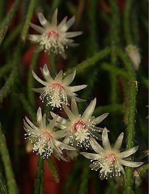 pilocarpa rare epiphyllum hanging mause tail cacti aloe seed 10 SEEDS