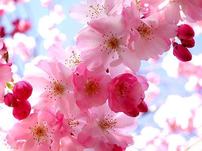 JAPANESE PRUNUS SARGENTII CHERRY BLOSSOM SEEDS (PINK)