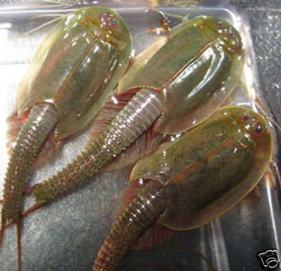 Aussie Green Triops Austrailensis