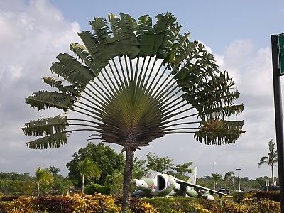 TRAVELLERS PALM (Ravenala madagascariens is) 100 seeds