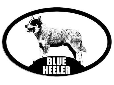 blue heeler