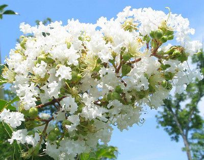 Gourgeous Flowering Perennials Natchez Crepe Myrtle Potted Plant