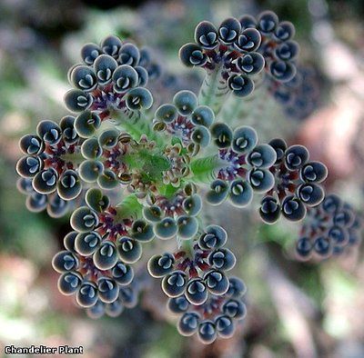 Kalanchoe Chandelier Plant, Bryophyllum tubiflorum 15 babies from