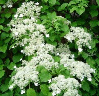 CLIMBING HYDRANGEA 30 SEED AN UNFORGETTABLE PLANT WHEN SEEN IN FULL