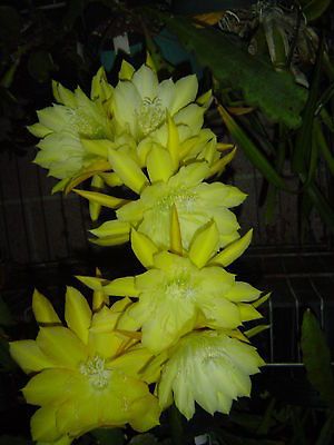 cactus seeds