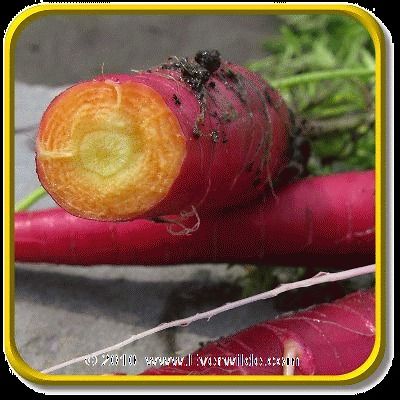 Cosmic Purple   Jumbo Carrot Seed Packet (1000)