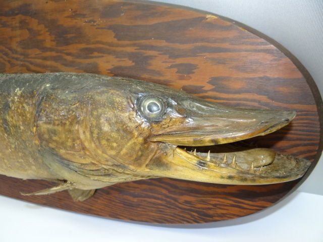 Vintage Used Lake Champlain VT 1947 Leroy Figarola Taxidermy Mounted