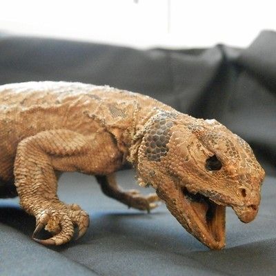 GORGEOUS ANTIQUE UROMASTYX / LIZARD TAXIDERMY SPECEMIN RARE