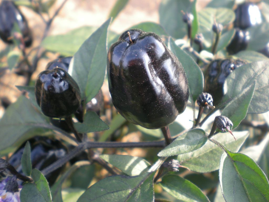 20) BLACK SCORPION TONGUE PEPPER SEEDS