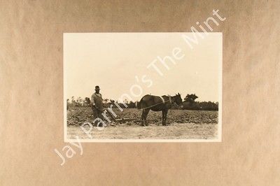 ML492 Photo MAN PLOWING SWEET POTATOES Mule Pulling Shovel Plow