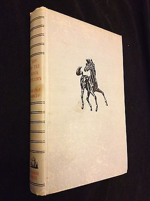 Son of Black Stallion~Farle y~Menasco~1st 1947