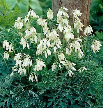 DWARF~WHITE BLEEDING HEART SHADE PLANT~FLOWERS ATTRACT HUMMINGBIRDS,D