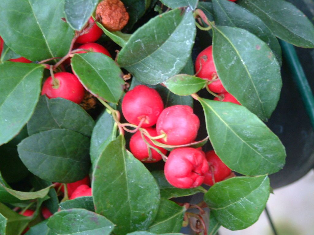 Wintergreen, Gaultheria procumbens, Seeds, (Edible Fruits, Fragrant)