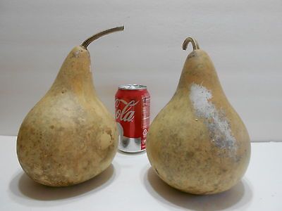 MED. PEAR SHAPED DRIED GOURDS CLEANED #C Stands Alone