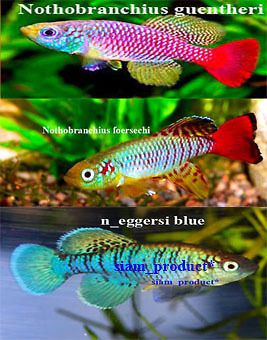 killifish eggs