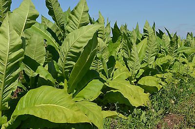 1000 tobacco Virginia gold seeds