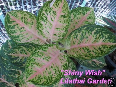 Aglaonema Variegated Shiny Wish New House Plant