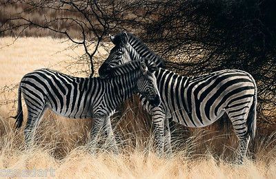 Darren HALEY Giclee on Canvas LTD Shady Stripes Zebra signed and